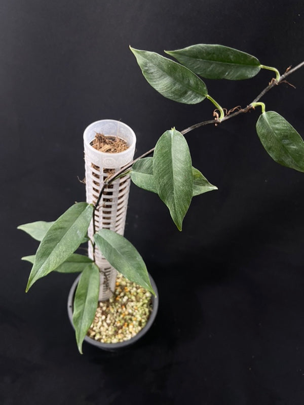 Philodendron chinchamayense