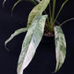 Rhaphidophora megasperma variagated