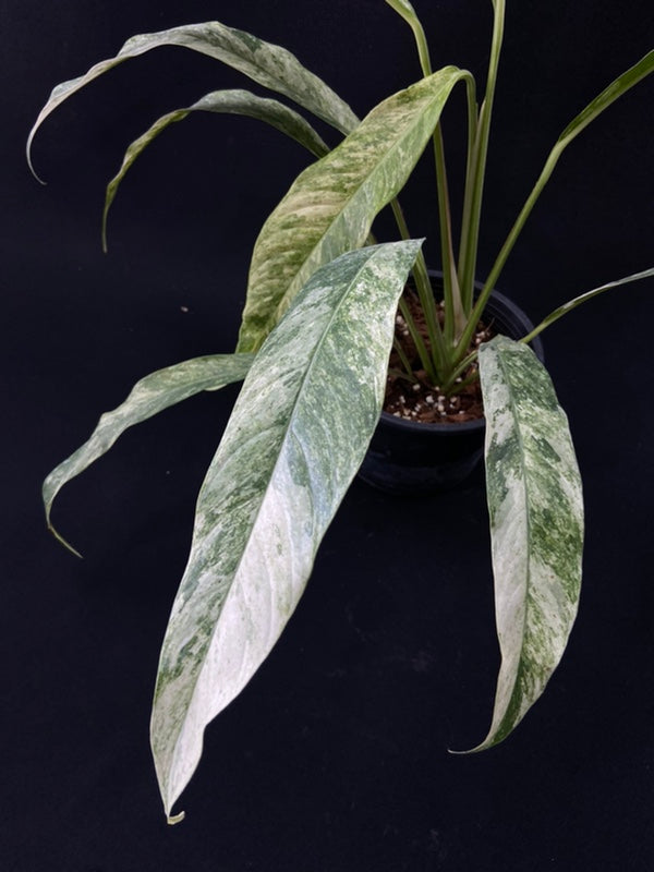 Rhaphidophora megasperma variagated