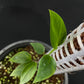 Monstera alfaroi