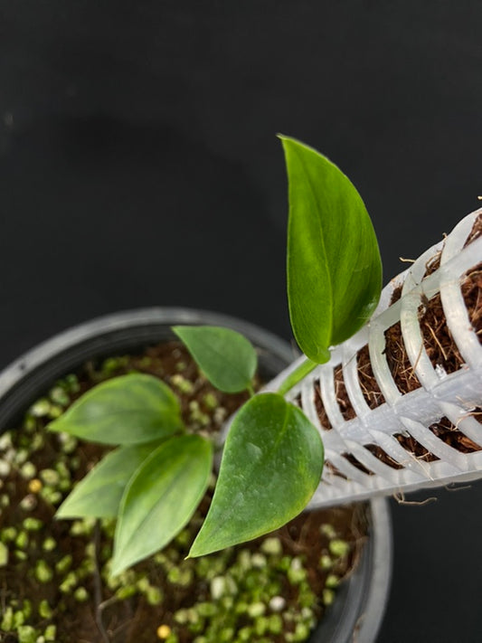 Monstera alfaroi