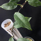 Philodendron chinchamayense