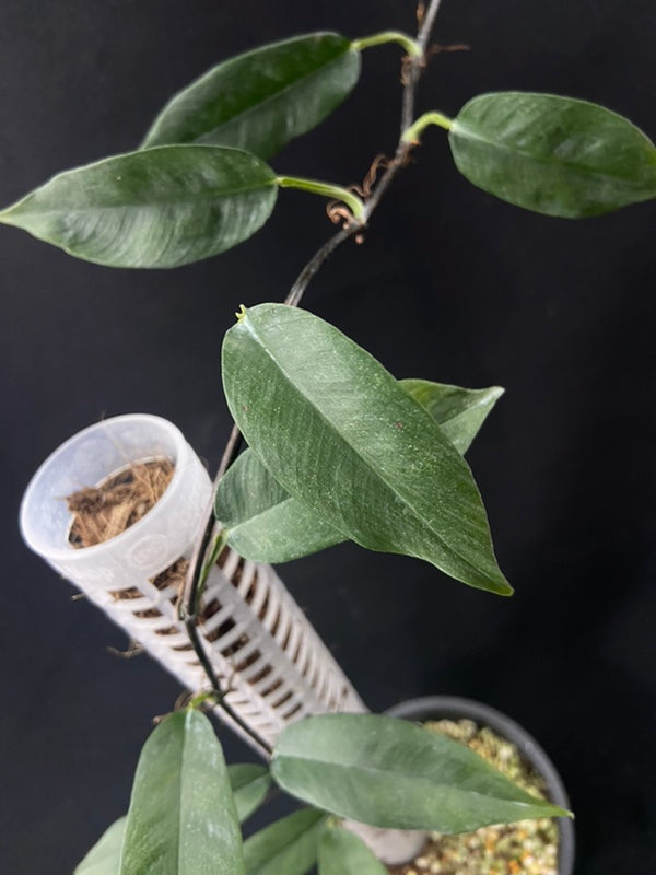 Philodendron chinchamayense