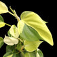 Philodendron hederaceum Cream Splash