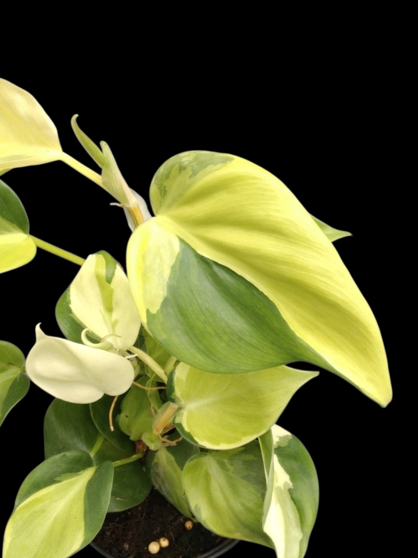 Philodendron hederaceum Cream Splash