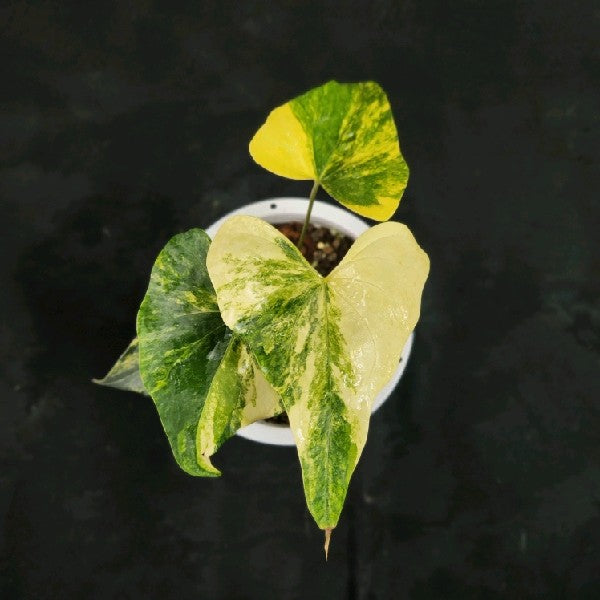 Anthurium Pterodactyl variegated