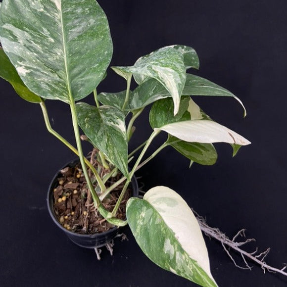 Epipremnum pinnatum albo