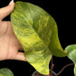 Philodendron Strawberry Shake