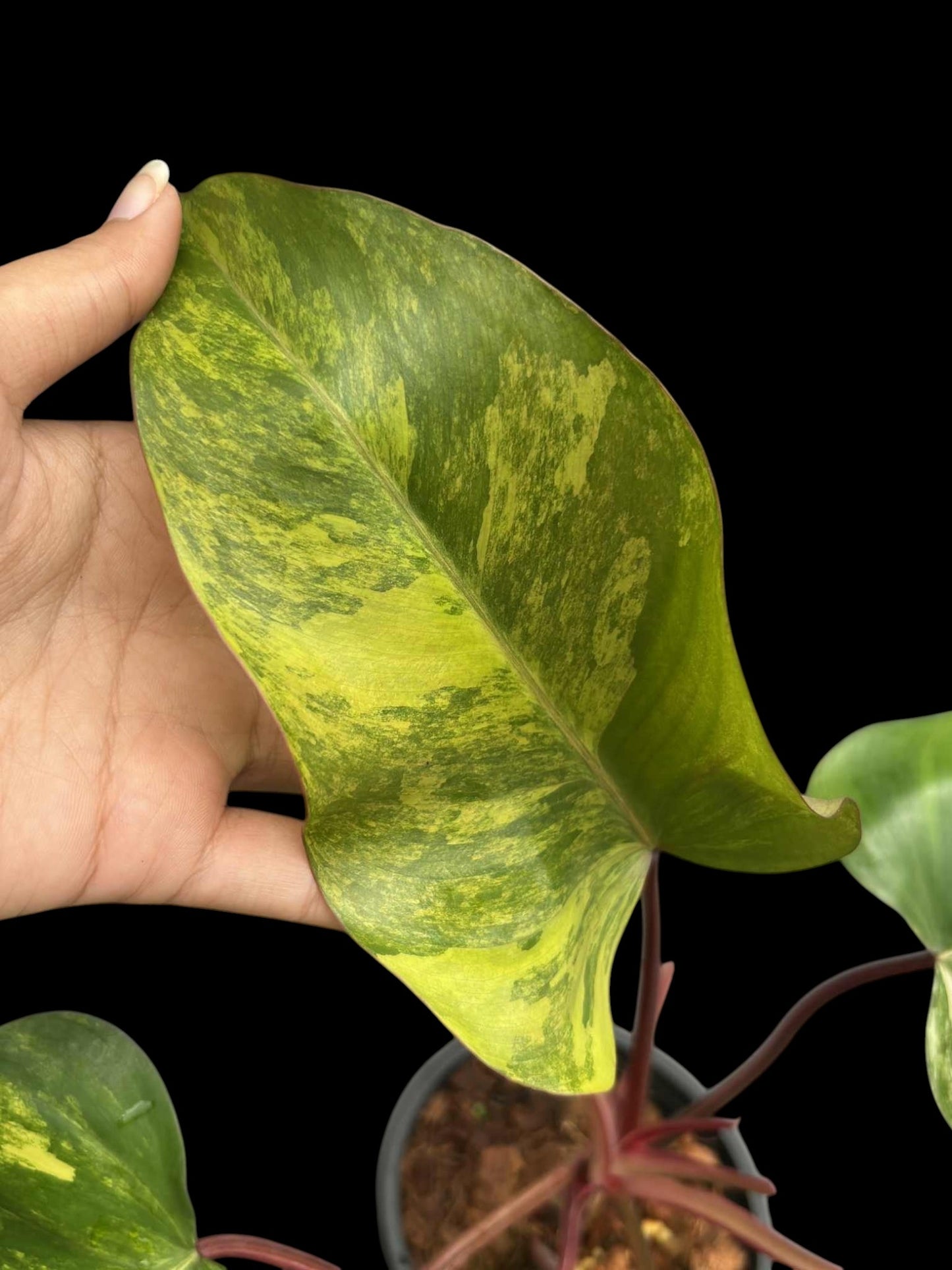 Philodendron Strawberry Shake