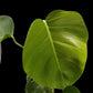 Monstera deliciosa aurea