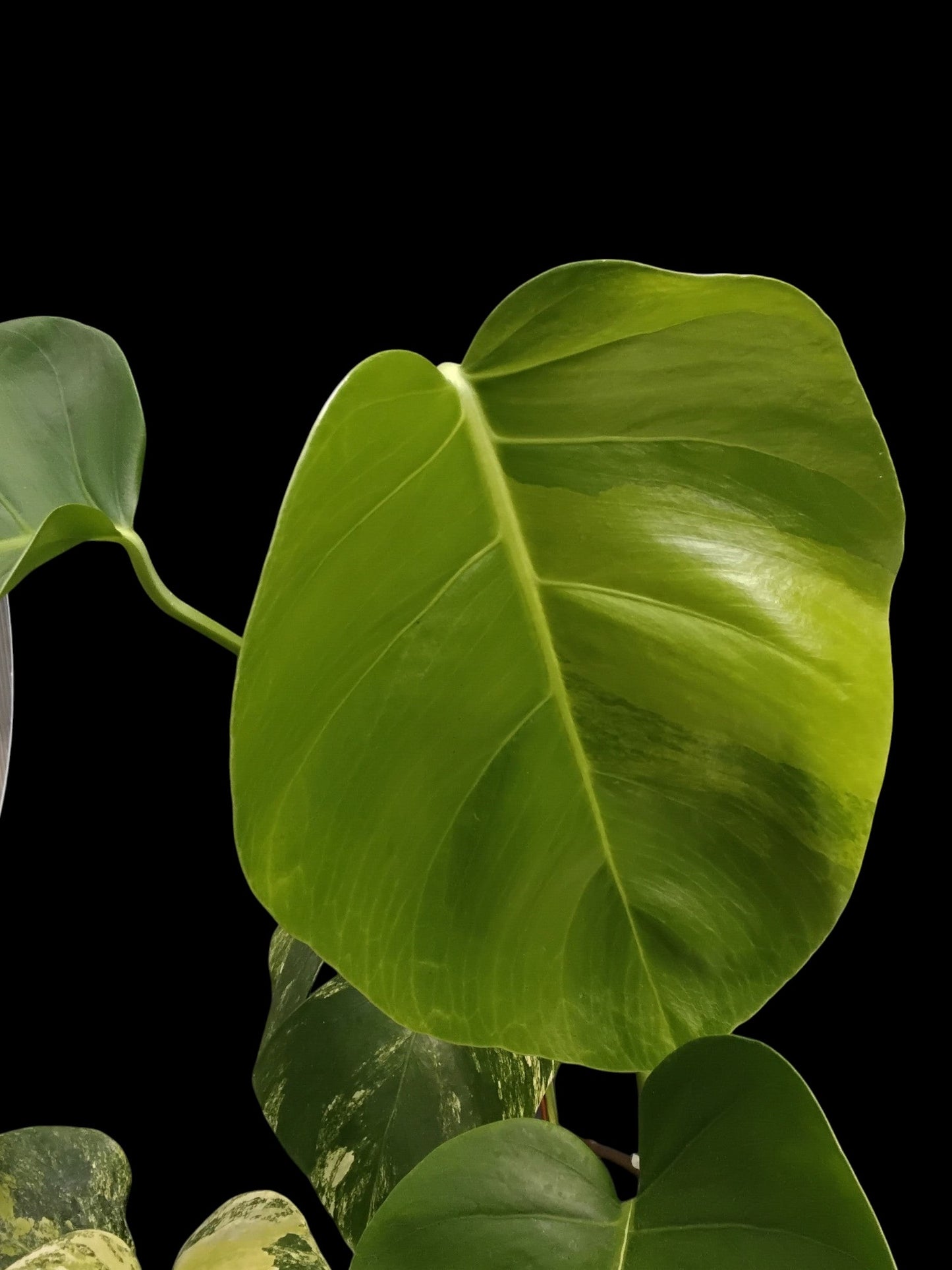 Monstera deliciosa aurea