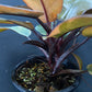 Philodendron black cardinal variegated