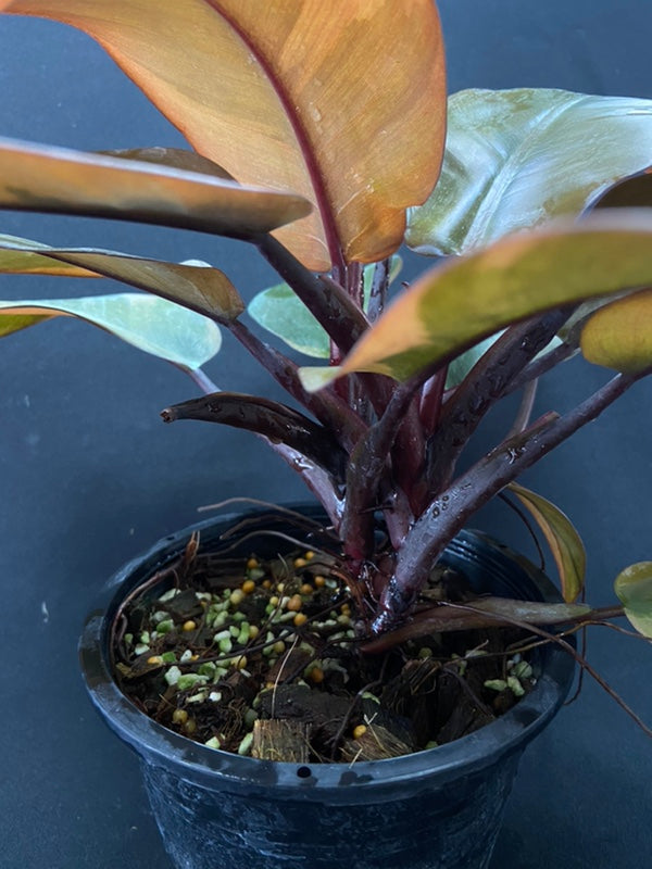 Philodendron black cardinal variegated