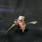 Philodendron Pink Princess Marble