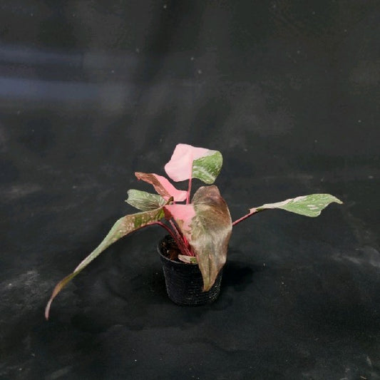 Philodendron Pink Princess Marble