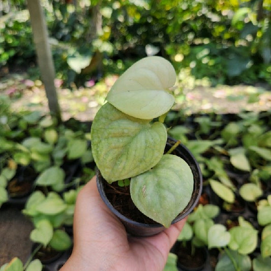 Scindapsus Lucens