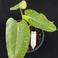 Philodendron Jose Buono