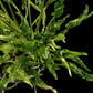 Epipremnum sangri-la