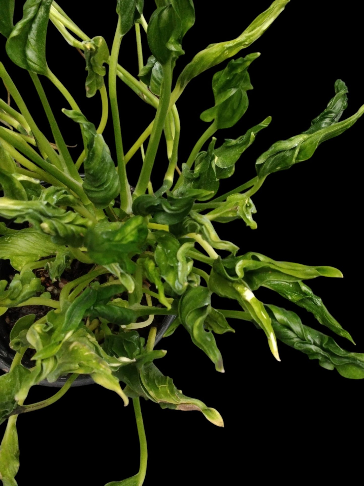 Epipremnum sangri-la
