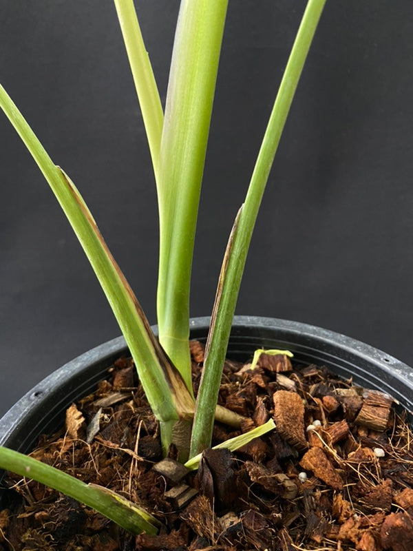 Monstera deliciosa aurea