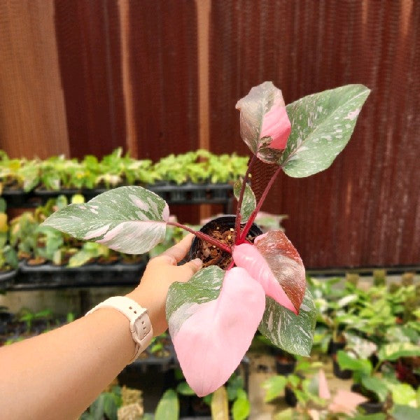Philodendron Pink Princess Marble