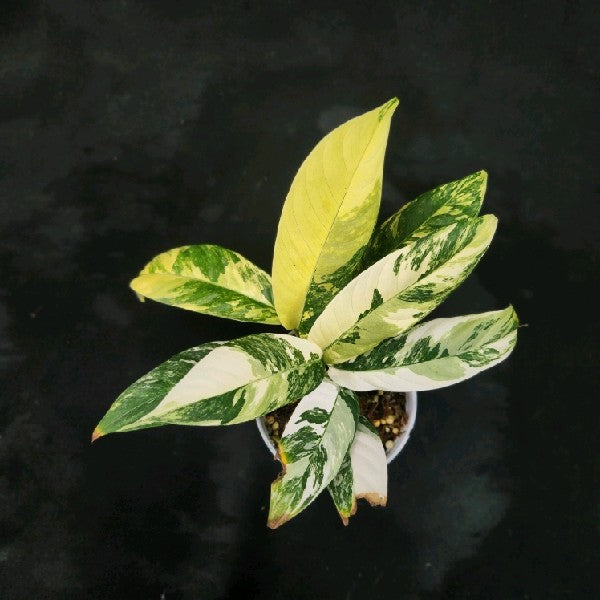 Rhaphidophora lobbii variegated