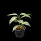 Philodendron hastatum variegated