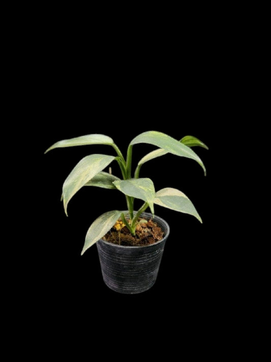 Philodendron hastatum variegated