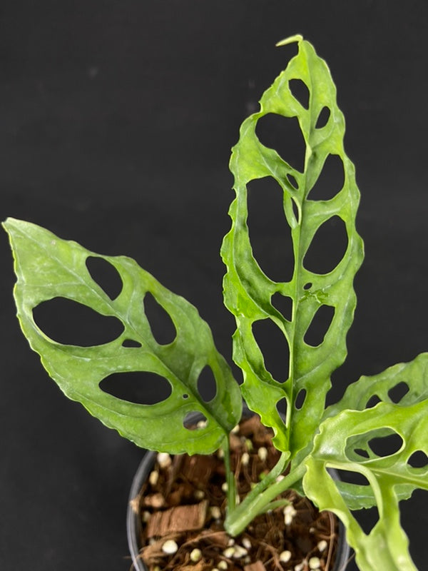 Monstera obliqua Peru