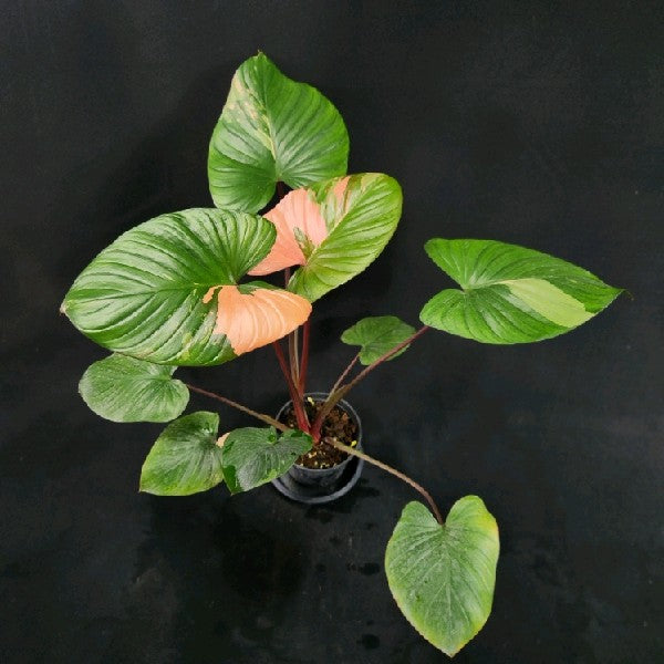 Homalomena rubescens tricolor