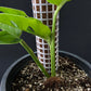 Monstera acuminata