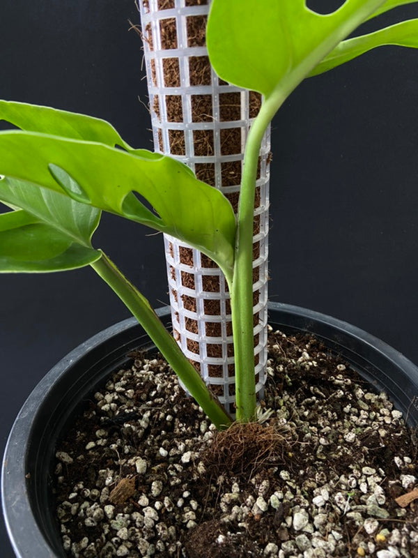 Monstera acuminata