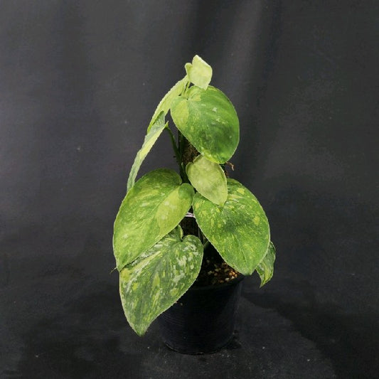 Scindapsus Baticon