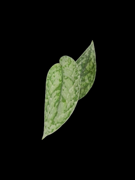 Scindapsus Wing Bird