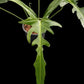 Philodendron Golden Dragon Narrow Form