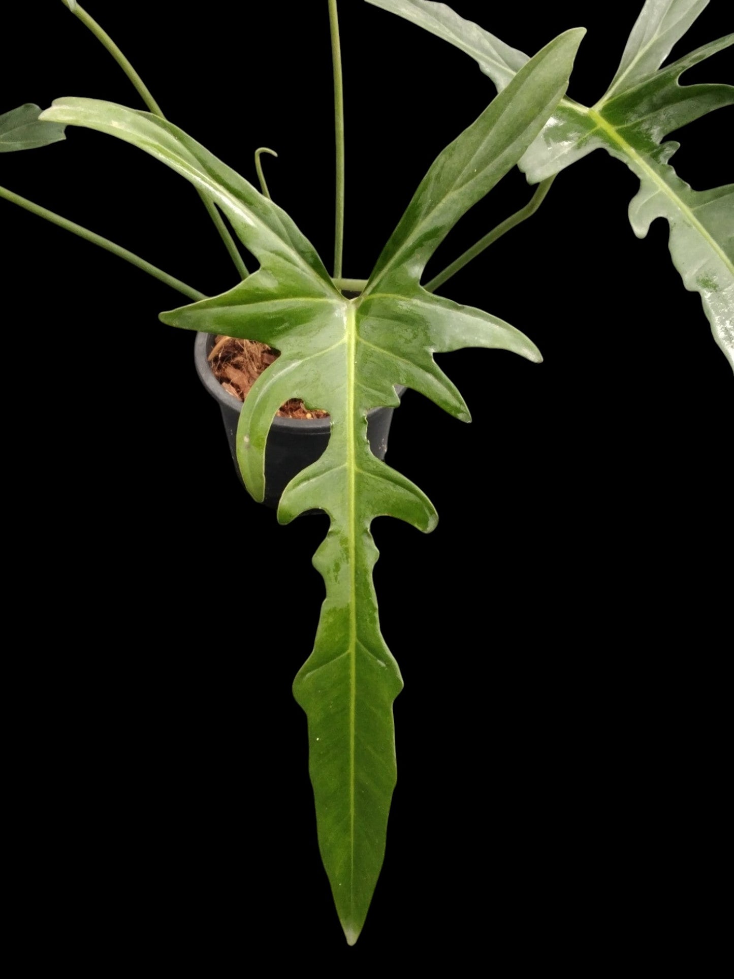 Philodendron Golden Dragon Narrow Form