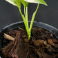 Monstera lechleriana variegated
