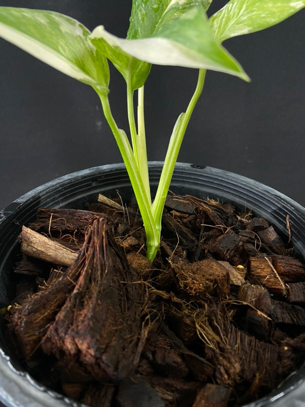 Monstera lechleriana variegated