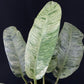 Epipremnum giganteum marble variegated