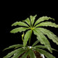 Anthurium polyschistum