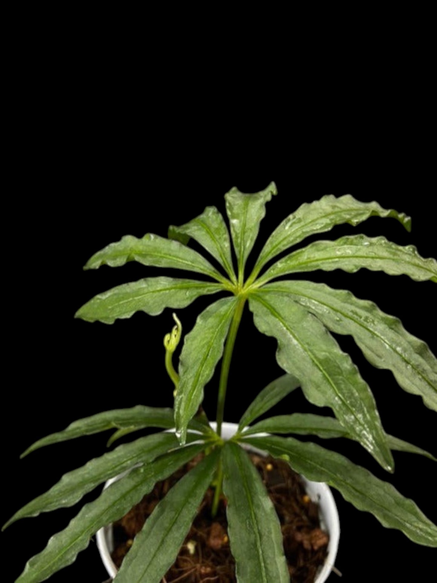 Anthurium polyschistum
