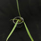 Philodendron alternans