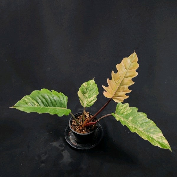 Philodendron Caramel Marble