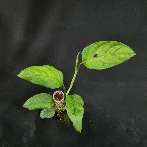 Monstera adansonii turrabaris