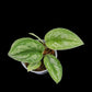 Scindapsus exotica