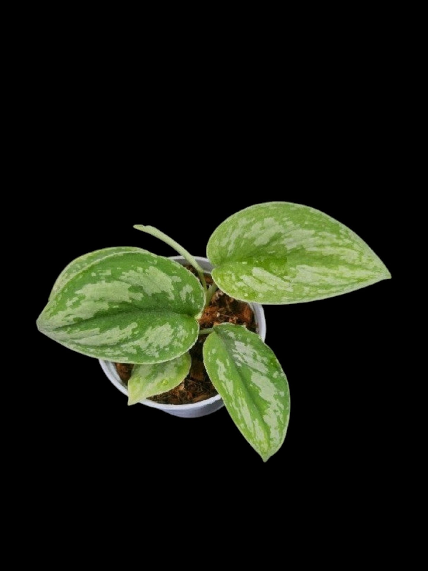 Scindapsus exotica