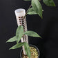 Philodendron chinchamayense