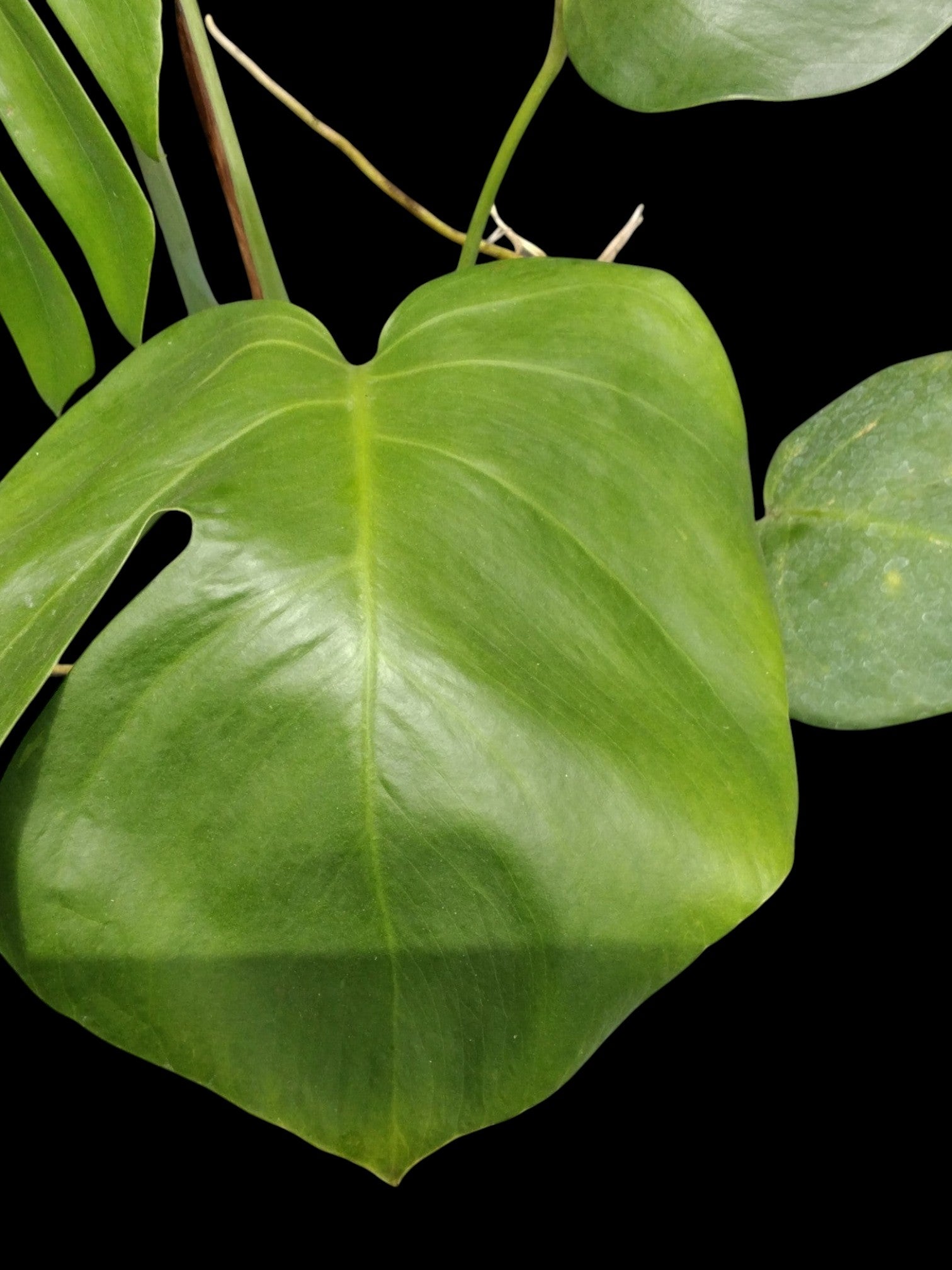 Monstera deliciosa var sierrana Hawaii – Amazon Garden Thailand