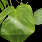 Monstera deliciosa var sierrana Hawaii