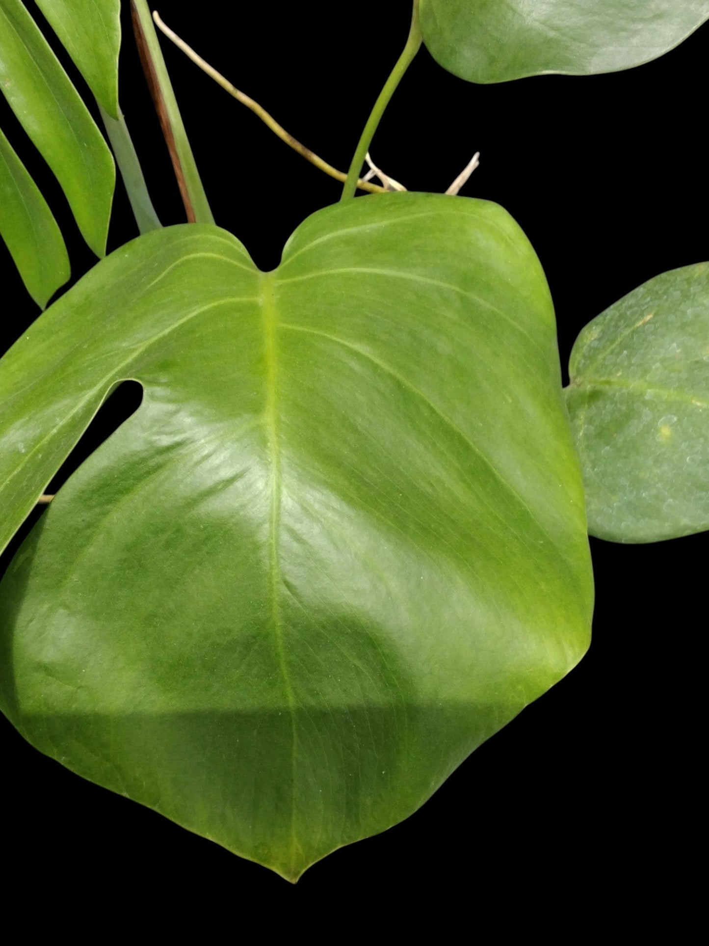 Monstera deliciosa var sierrana Hawaii